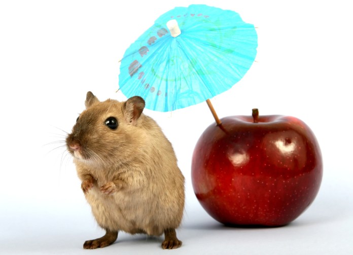 Brown female rodent on summer holiday with umbrella