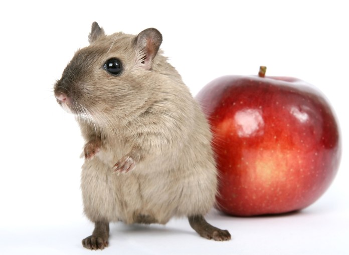 concept-photo-of-a-rodent-by-healthy-red-apple-1632270-1278x936